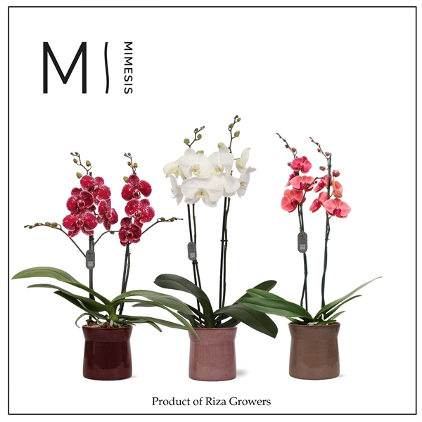 <h4>Mimesis Phal. Mix - 2 spike 12cm in Elise Mix Ceramic</h4>