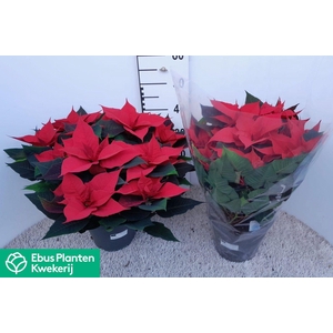 EUPHOR P GRAN ITALIA