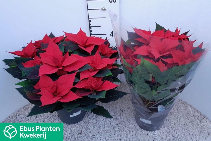 <h4>EUPHOR P GRAN ITALIA</h4>