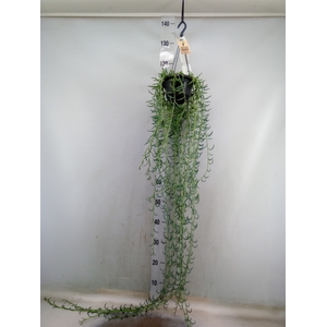 Senecio   ...