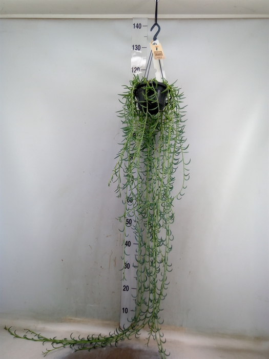 <h4>Senecio   ...</h4>