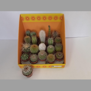 CACTUS GEM 18 SRT