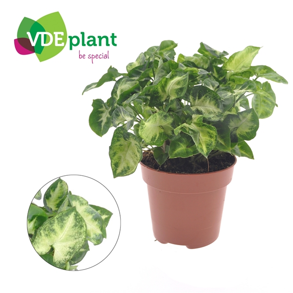 <h4>Syngonium 'Pixie'</h4>