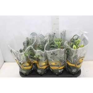 ALBUCA SPIRALIS P14 COM FLOR