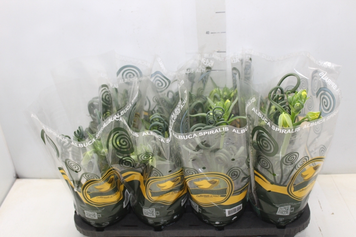 <h4>ALBUCA SPIRALIS P14 COM FLOR</h4>