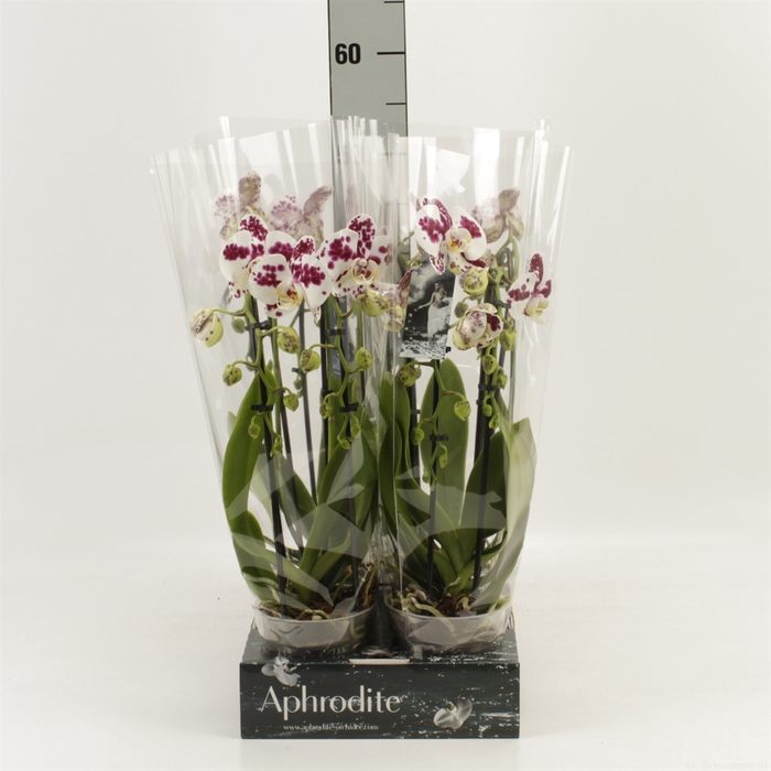 <h4>Phalaenopsis  'Elegant Cascade'</h4>