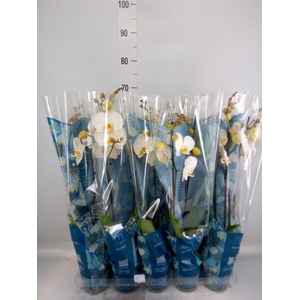 Phalaenopsis   ...white