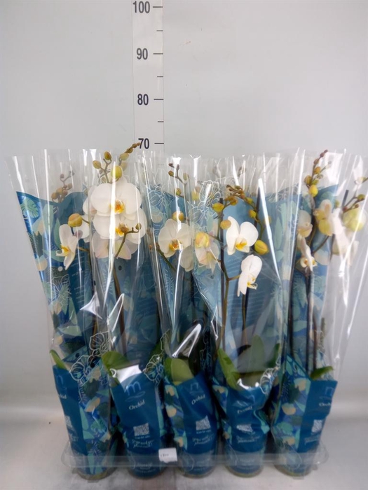 <h4>Phalaenopsis   ...white</h4>