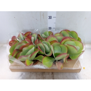 Kalanchoe NF thyrsiflora