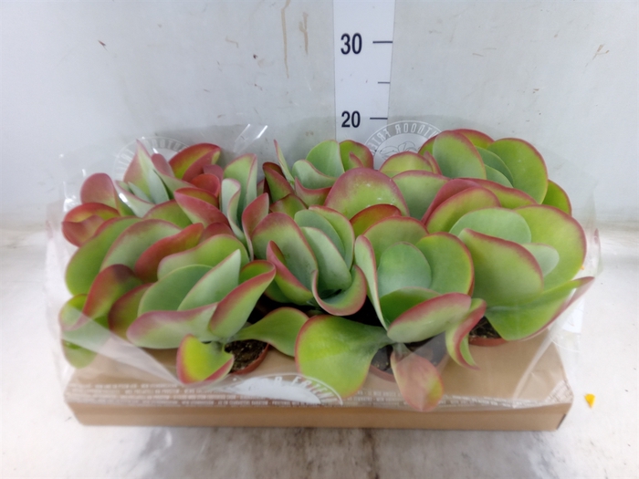 <h4>Kalanchoe NF thyrsiflora</h4>