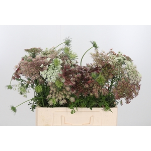 Daucus Carota
