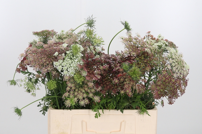 <h4>Daucus Carota</h4>