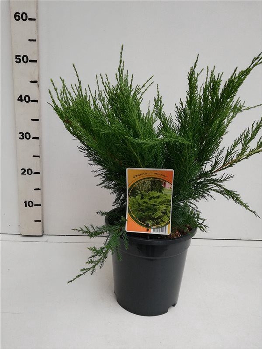 <h4>Juniperus x pfitzeriana Mint Julep</h4>