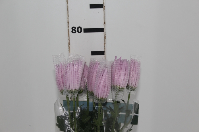 <h4>ANASTASIA CIPRIA 080 CM LILAS</h4>