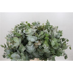 EUC. CINEREA SHORT 180GR