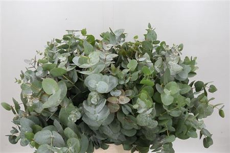 <h4>EUC. CINEREA SHORT 180GR</h4>
