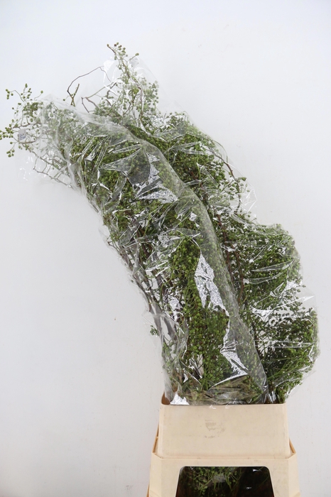 <h4>ROSA CORALLO GREEN 150CM</h4>