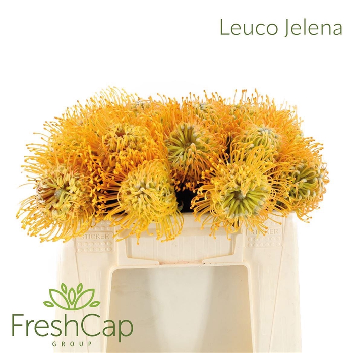 <h4>Leuco Jelena</h4>