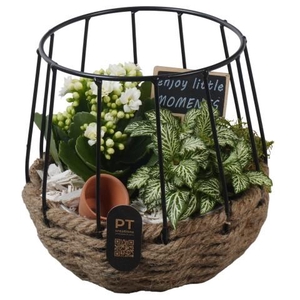 PTIB5268 Arrangementen kamerplanten