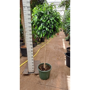 Ficus benja. 'Danielle'