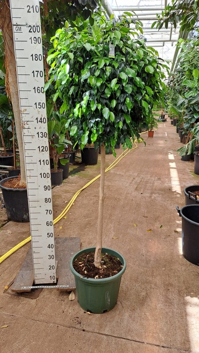 <h4>Ficus benja. 'Danielle'</h4>