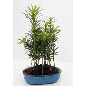 Podocarpus macrophyllus, pot 15cm. forest