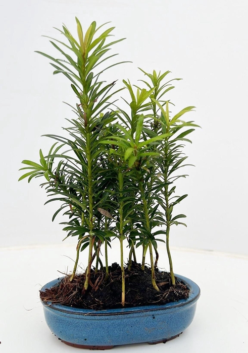 <h4>Podocarpus macrophyllus, pot 15cm. forest</h4>