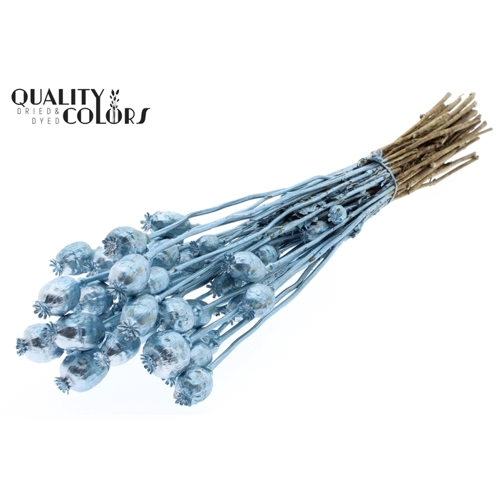 <h4>Papaver per bunch Metallic Blue</h4>