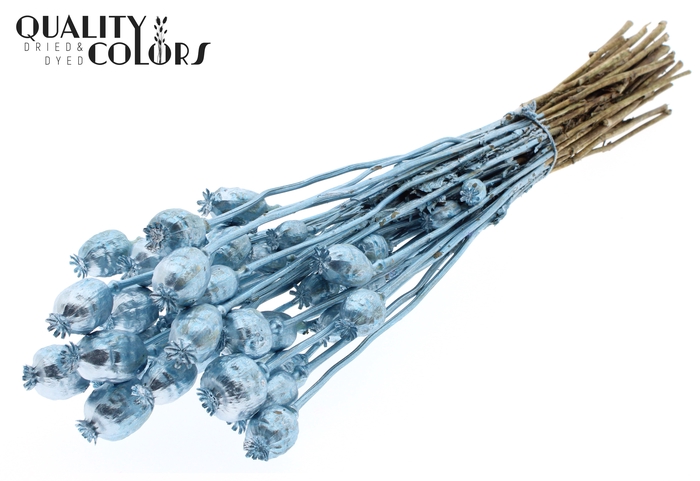 Papaver per bunch Metallic Blue