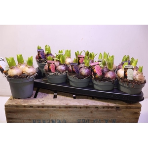 arr8 Hyacin Pear Gem 3 Kl