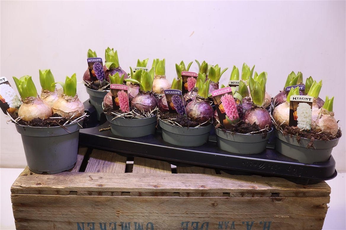 <h4>arr8 Hyacin Pear Gem 3 Kl</h4>