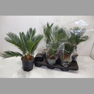 Cycas Revoluta