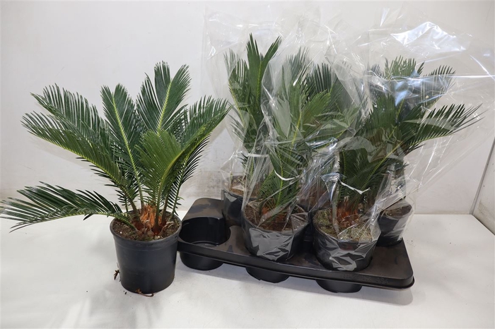 <h4>Cycas Revoluta</h4>