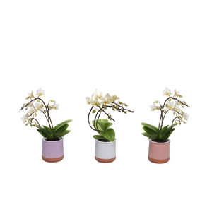 Valencia Mix Tiny Dolls Wit Wild 3/4T 18+ aqu@