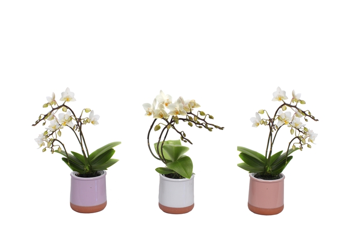 <h4>Valencia Mix Tiny Dolls Wit Wild 3/4T 18+ aqu@</h4>