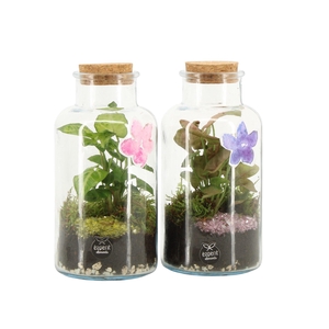 11634: Consideration terrarium