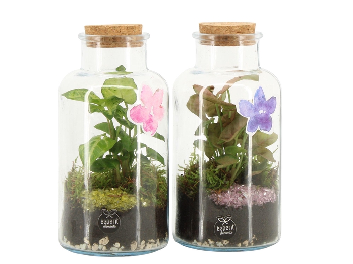 <h4>11634: Consideration terrarium</h4>