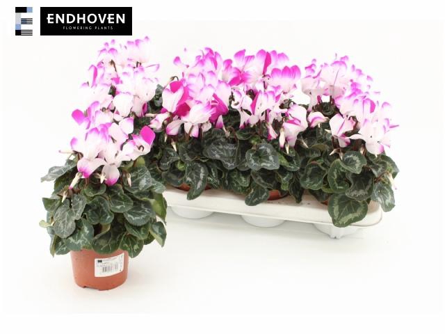 <h4>CYCL MD INDIAKA</h4>