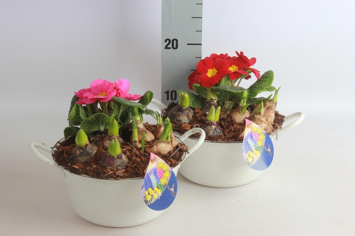 <h4>ARR BOL KNOLGEWAS</h4>