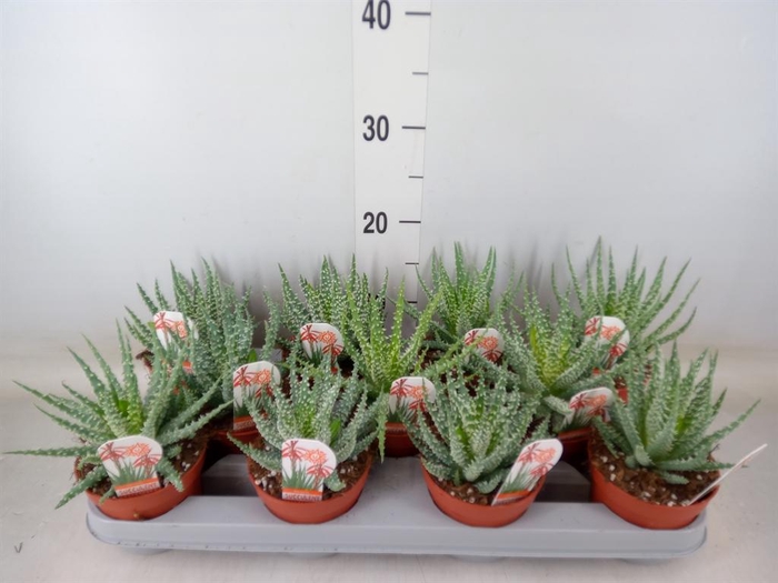 <h4>Aloe humilis</h4>