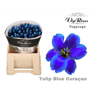 TU EN A BLUE CURACAO