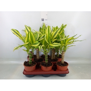 Dracaena frag. 'Yellow Coast'