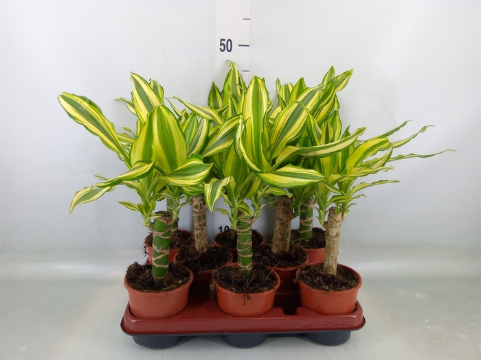 <h4>Dracaena frag. 'Yellow Coast'</h4>