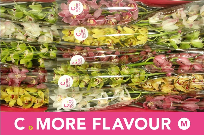 <h4>CYMB MI GEM</h4>