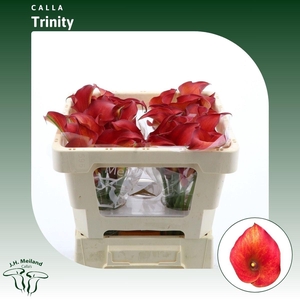 Calla Trinity