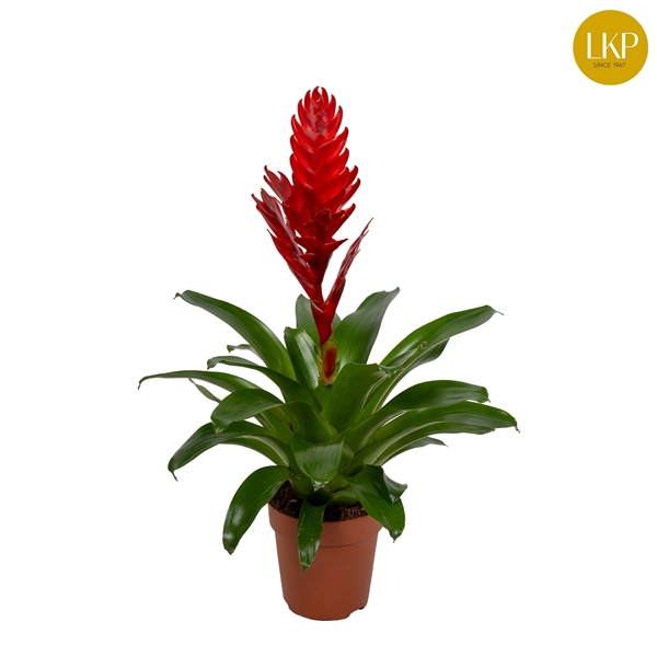 <h4>Vriesea Stream Rood (Met Hoes)</h4>