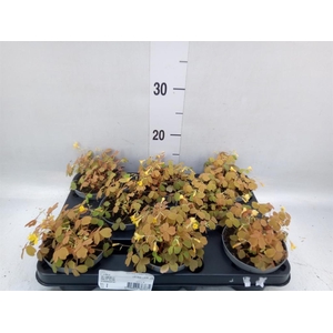 Oxalis   ...