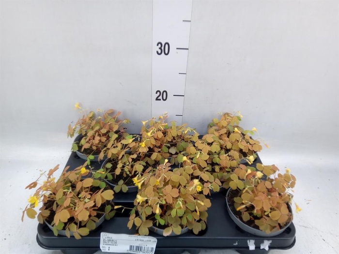 <h4>Oxalis   ...</h4>