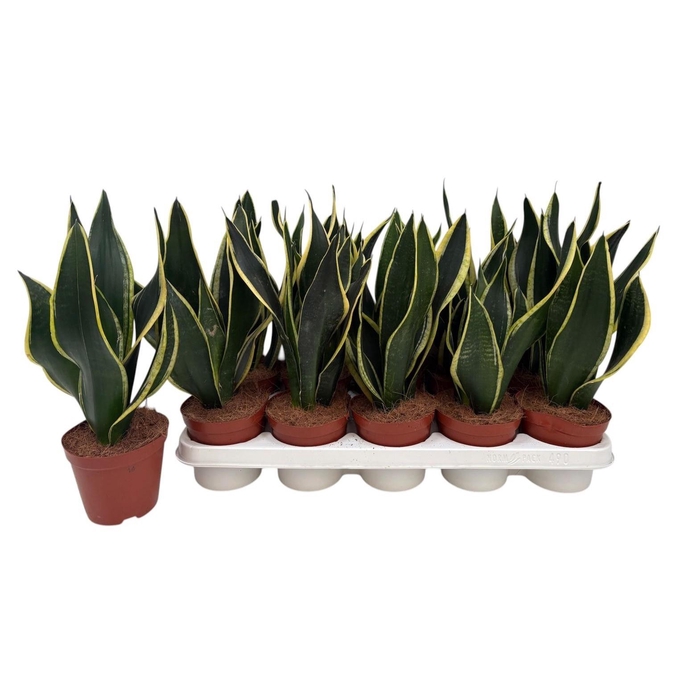 <h4>SANSEV BLACK GOLD</h4>