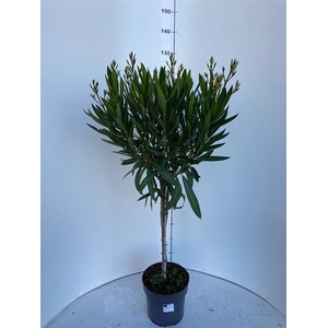 Nerium oleander (Oleander) 24Ø 130cm